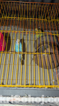 বাজরিগার পাখি